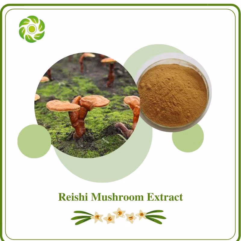 World Well-Being Rutin 90% HPLC Polysaccharide 1%-98% Mushroom Extract Powder Agaricus Blazei /Reishi Mushroom/Hericium Erinaceus/Cordyceps Sinensis Extract