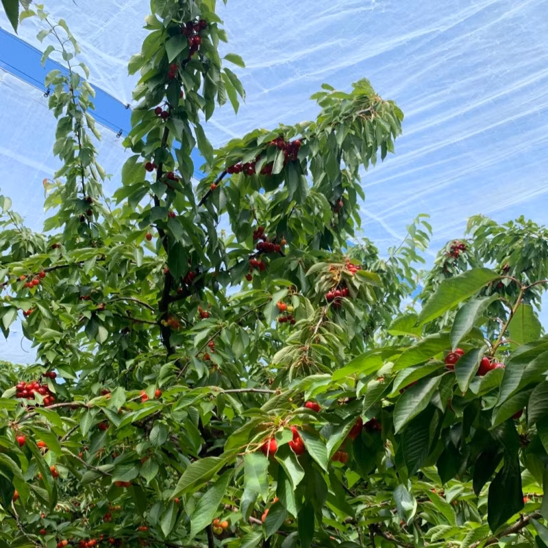 Supply Quality Plastic Covers Add UV Polyethylene Anti Big Rain/Storm Vine Yard Cover Film