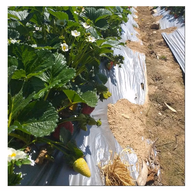 Black and White Plastic Mulch Film Plastic Covering Transparency White Mulch Film