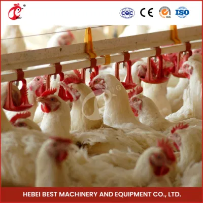 Bestchickencage Broiler profunda del sistema de la Camada OEM Custom China amarillo y rojo profundo de la camada de proveedores de sistemas