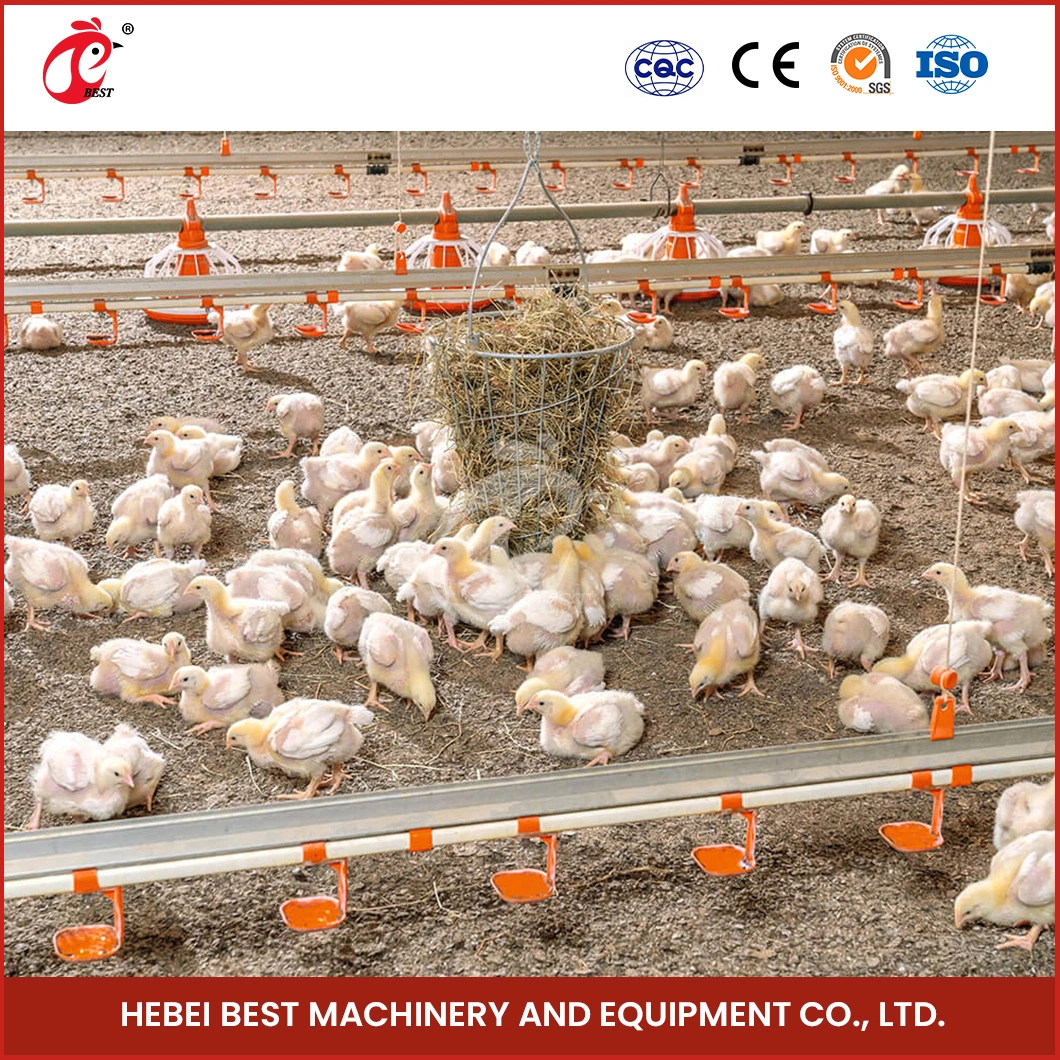 Bestchickencage Broiler Deep Litter System High-Quality China 10-15 Birds Per Nipple Capacity Poultry Farming Deep Litter Bedding System Suppliers