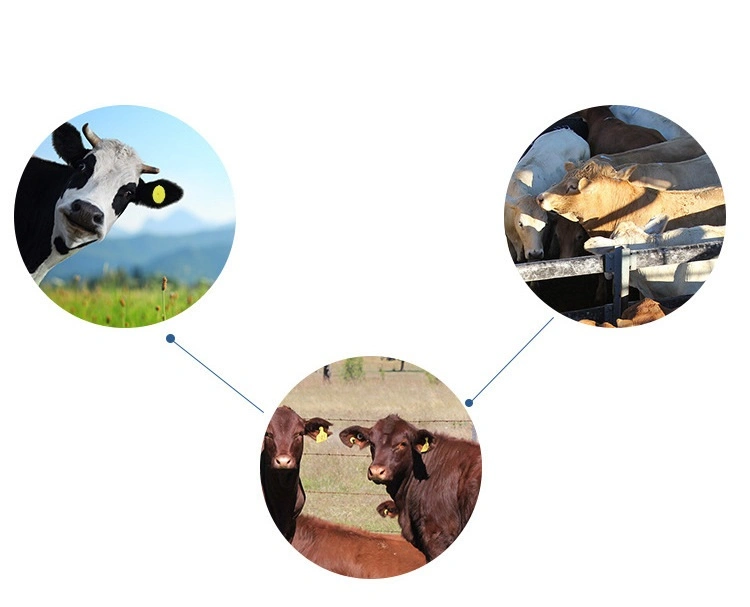 Animal Low-Frequency and Ultra-High Frequency Ear Tag for Cattle/Sheep Animal Husbandry Management