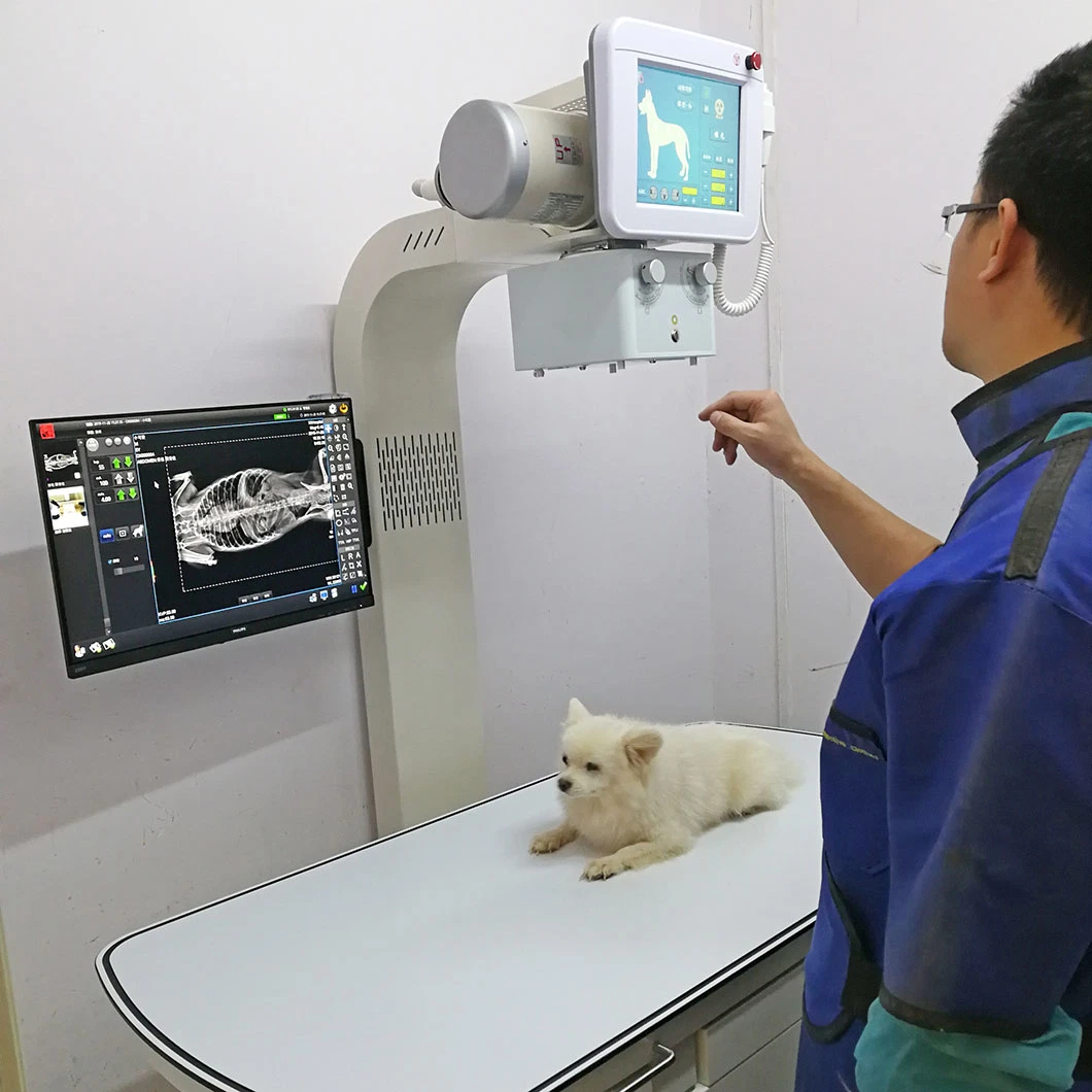 Veterinary X Ray 300mA 500mA Fixed Medical X-ray Equipment Digital Xray Machine