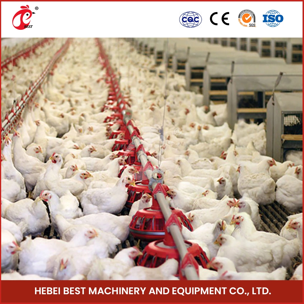 Bestchickencage Broiler Deep Litter System Non-Standard Customization China Cold Galvanized Material Recycling Nutrients Deep Litter System Manufacturer