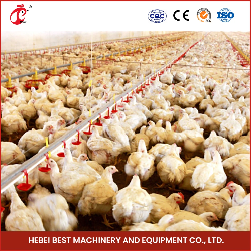 Bestchickencage Broiler Deep Litter System Wholesale China Feed Pan Design Backyard Chicken Deep Litter System Manufacturers