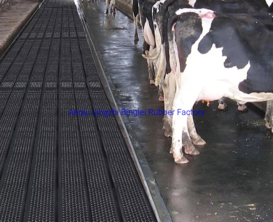 Rubber Cow Mats, Improving Cow Behavior and Social Interaction