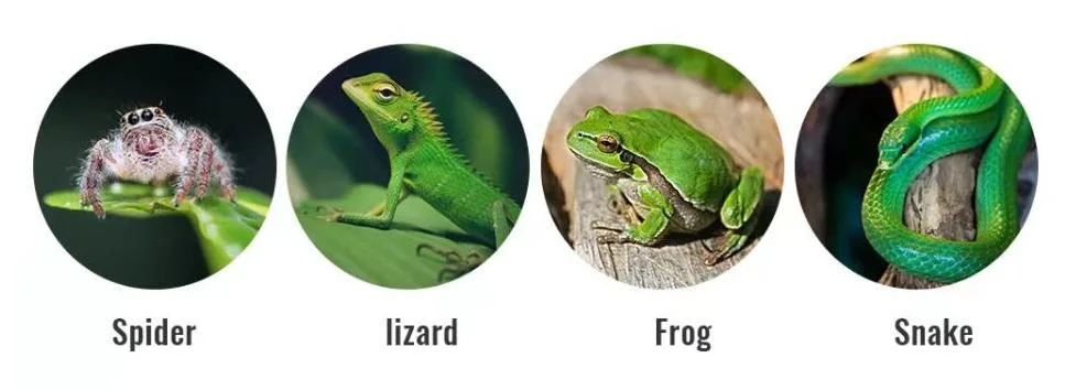 Reptile Climbing Pet Thermostatic Lizard Tortoise Spider Snake Pet Hedgehog Reptile Lamp