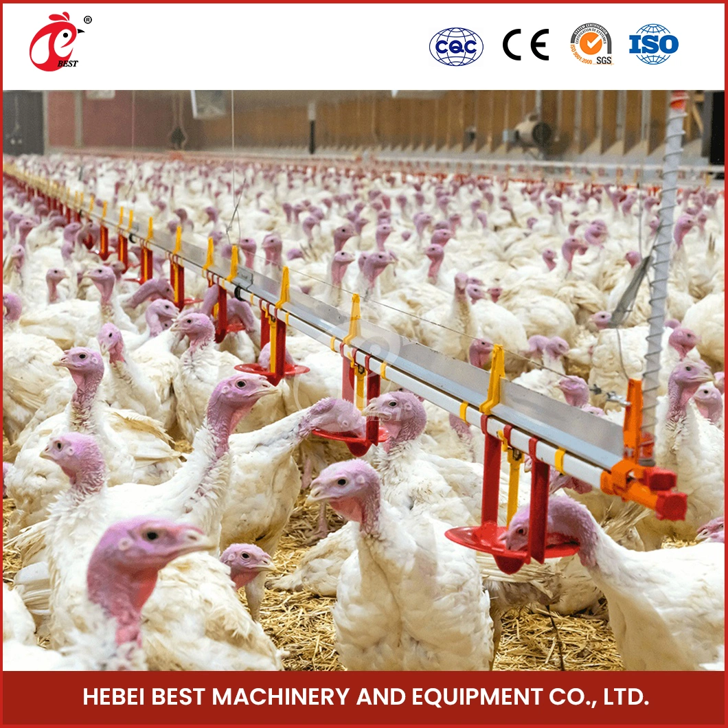 Bestchickencage Broiler Deep Litter System High-Quality China Good Cleaning Result Poultry Broiler House Deep Litter System Suppliers