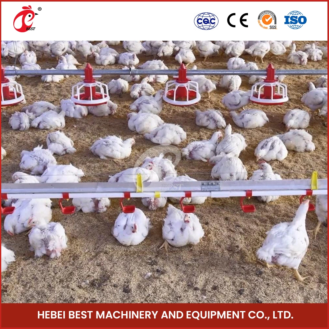 Bestchickencage Broiler Deep Litter System Wholesale China Save Time and Save Water Deep Litter System of Poultry Farming Suppliers