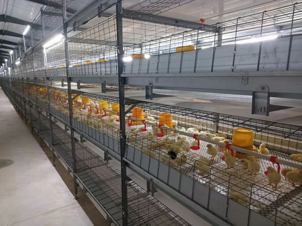 Poultry Farming Equipment Broiler Chicken Breeding Cage Automatic Manure Removal for Sale