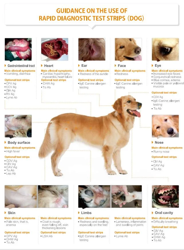 Diagnostic Rapid Test Veterinary Cpv/Ccv/Giardia Pet Combo Tests Canine Parvovirus Tests Kits