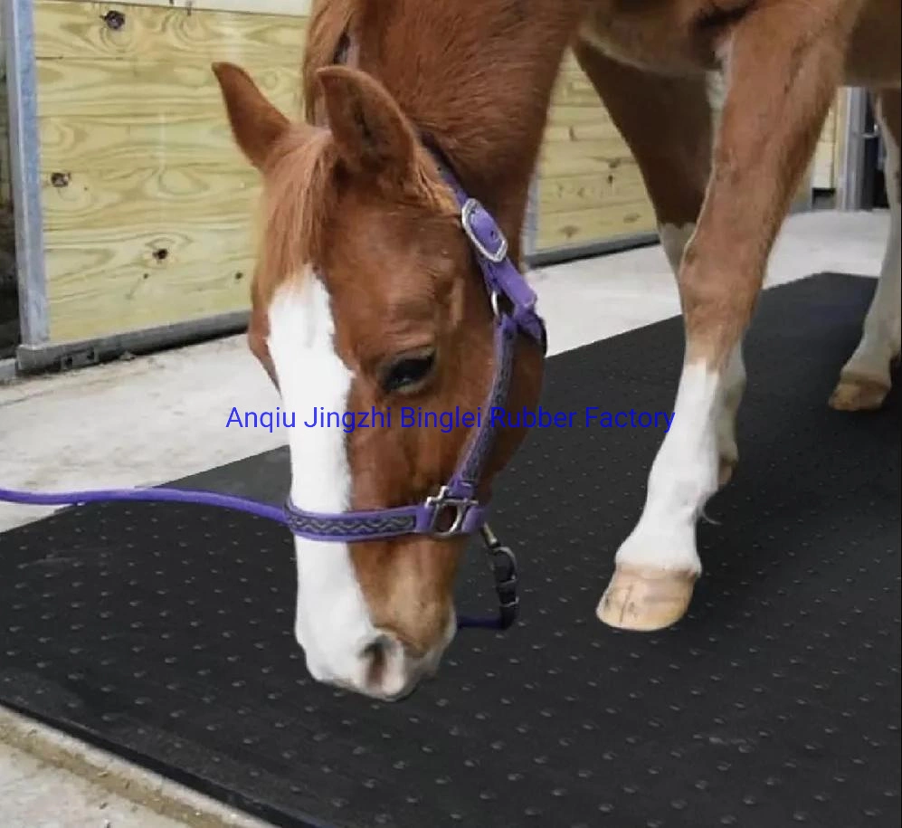 Rubber Cow Mats, Improving Cow Behavior and Social Interaction