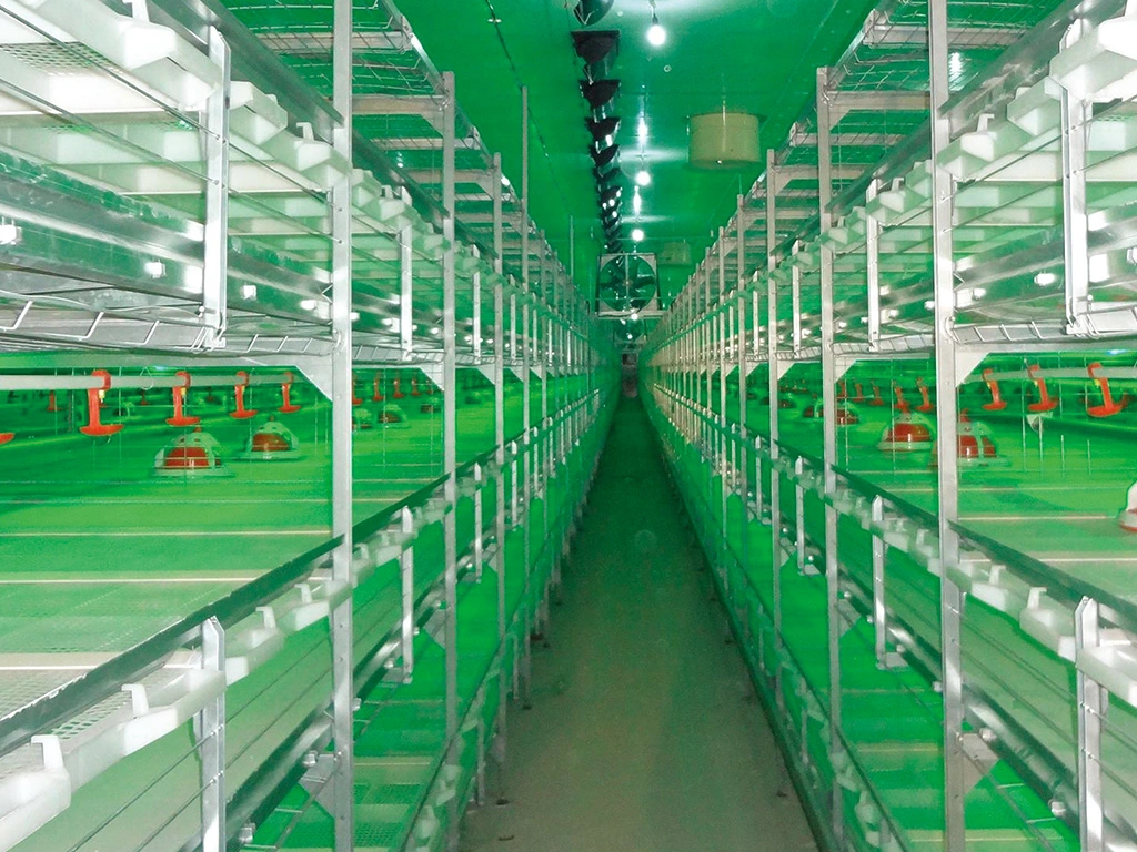 Poultry Farming Equipment Broiler Chicken Breeding Cage Automatic Manure Removal for Sale