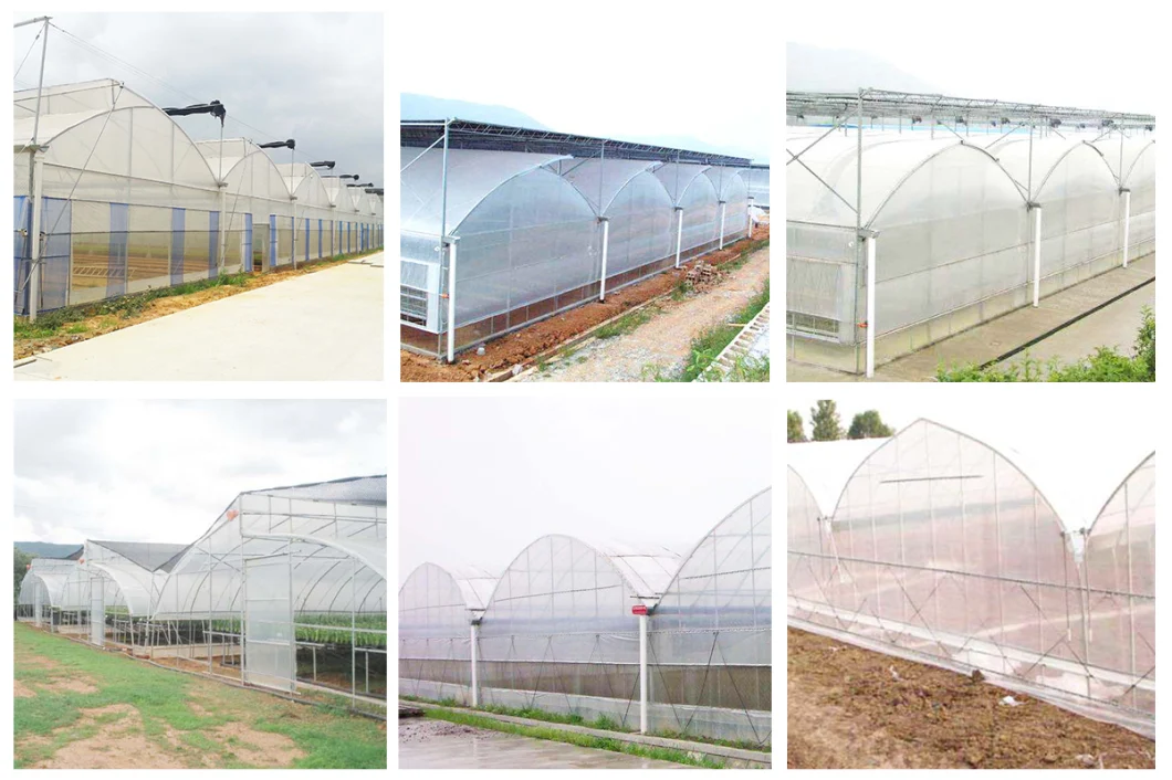 Multi-Span Hot Dipped Galvanized 200 Micro Film Greenhouse