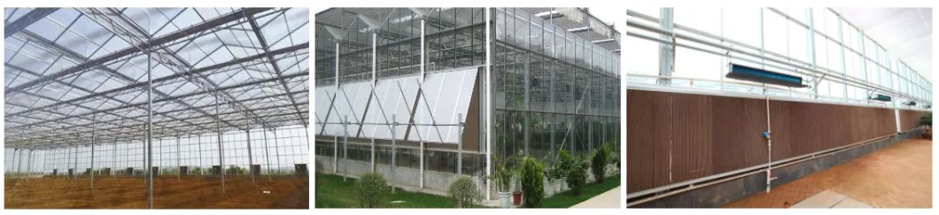 Multi-Span Hot Dipped Galvanized 200 Micro Film Greenhouse