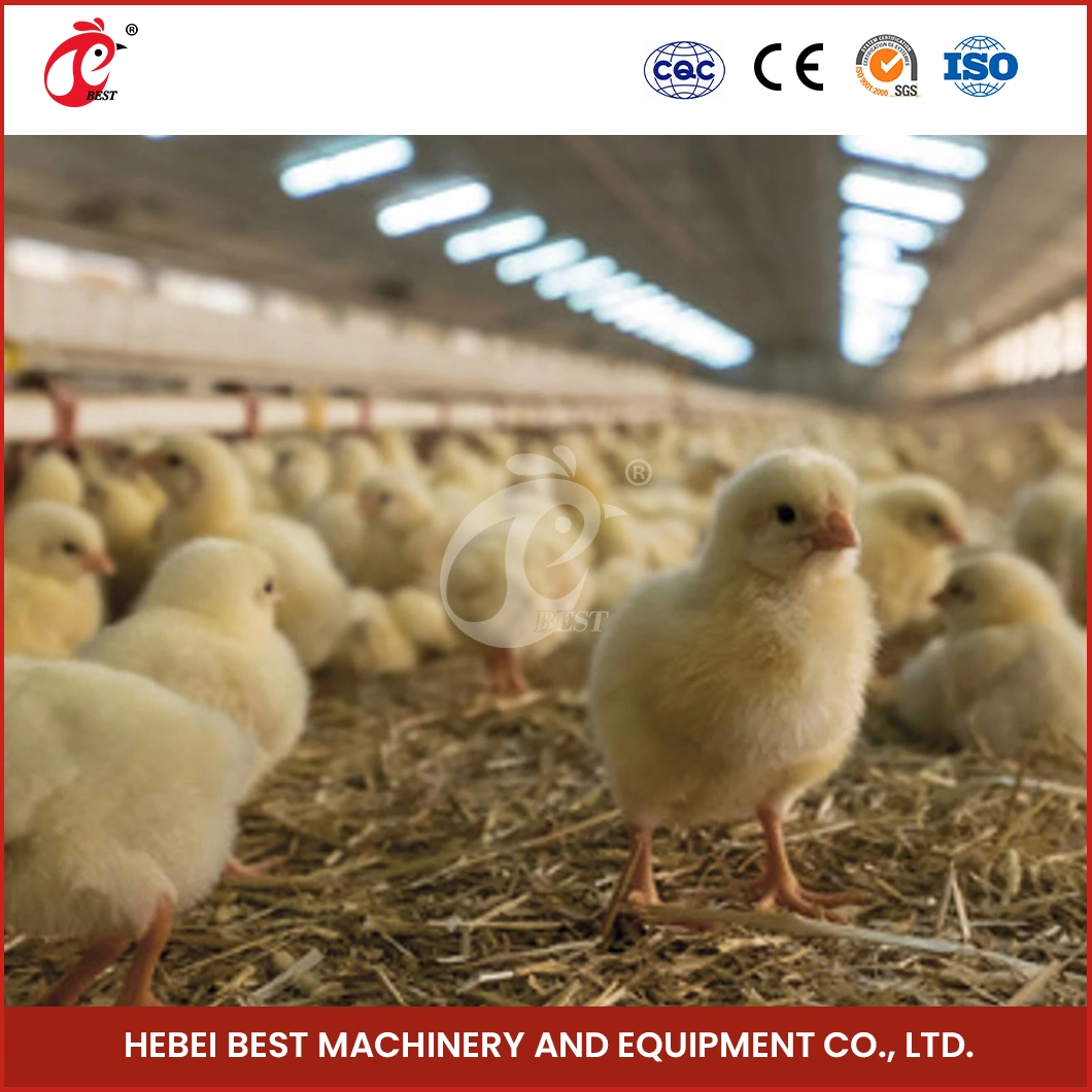 Bestchickencage Broiler Deep Litter System Sample Available China Easy Change Plastic Deep Litter System Supplier