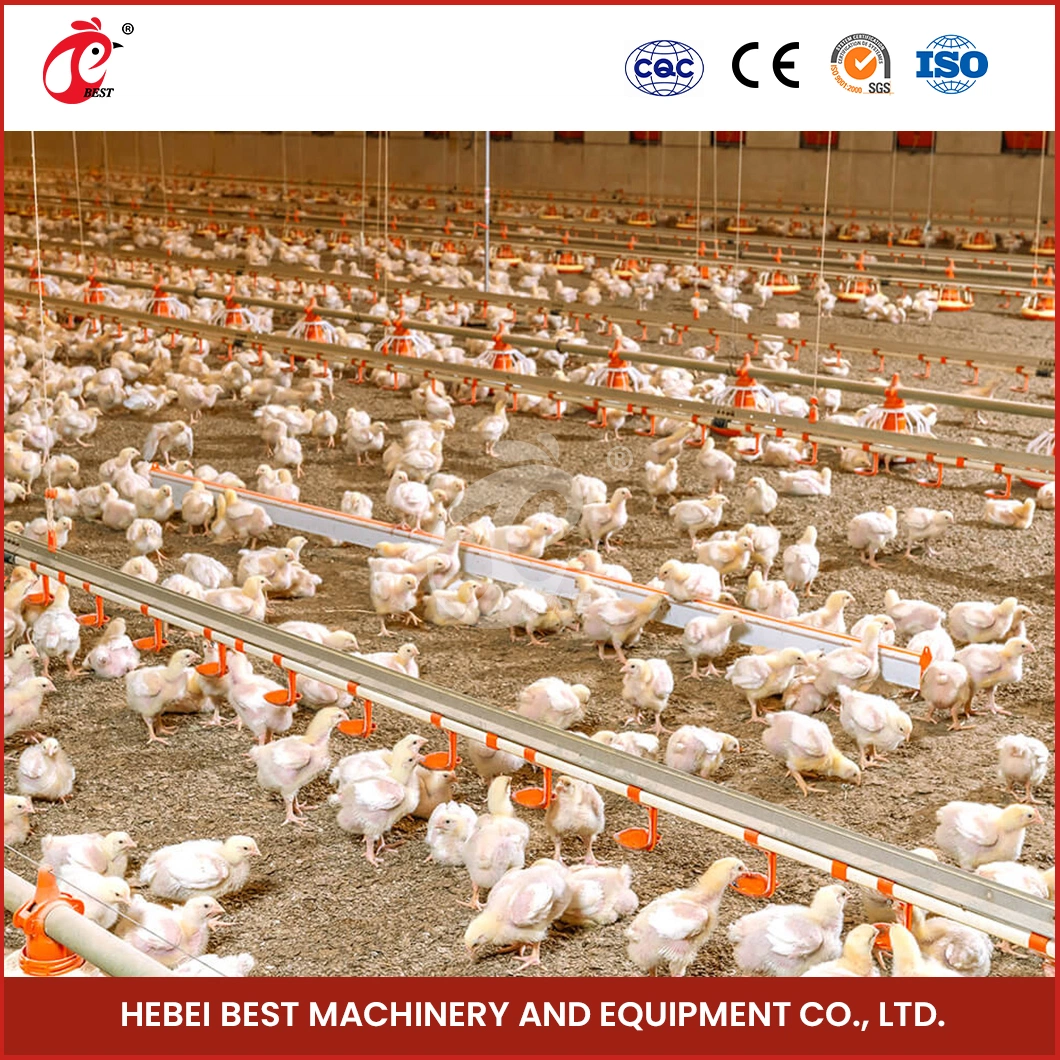 Bestchickencage Broiler Deep Litter System Free Sample China Regulating Stability Poultry Farming Broiler Deep Litter System Manufacturing