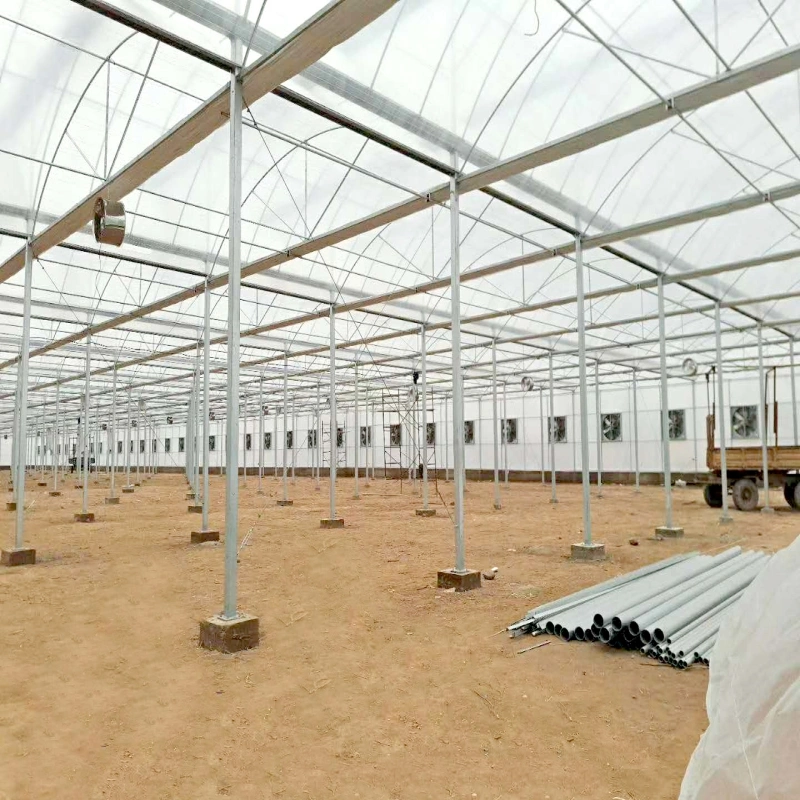 Multi-Span Hot Dipped Galvanized 200 Micro Film Greenhouse