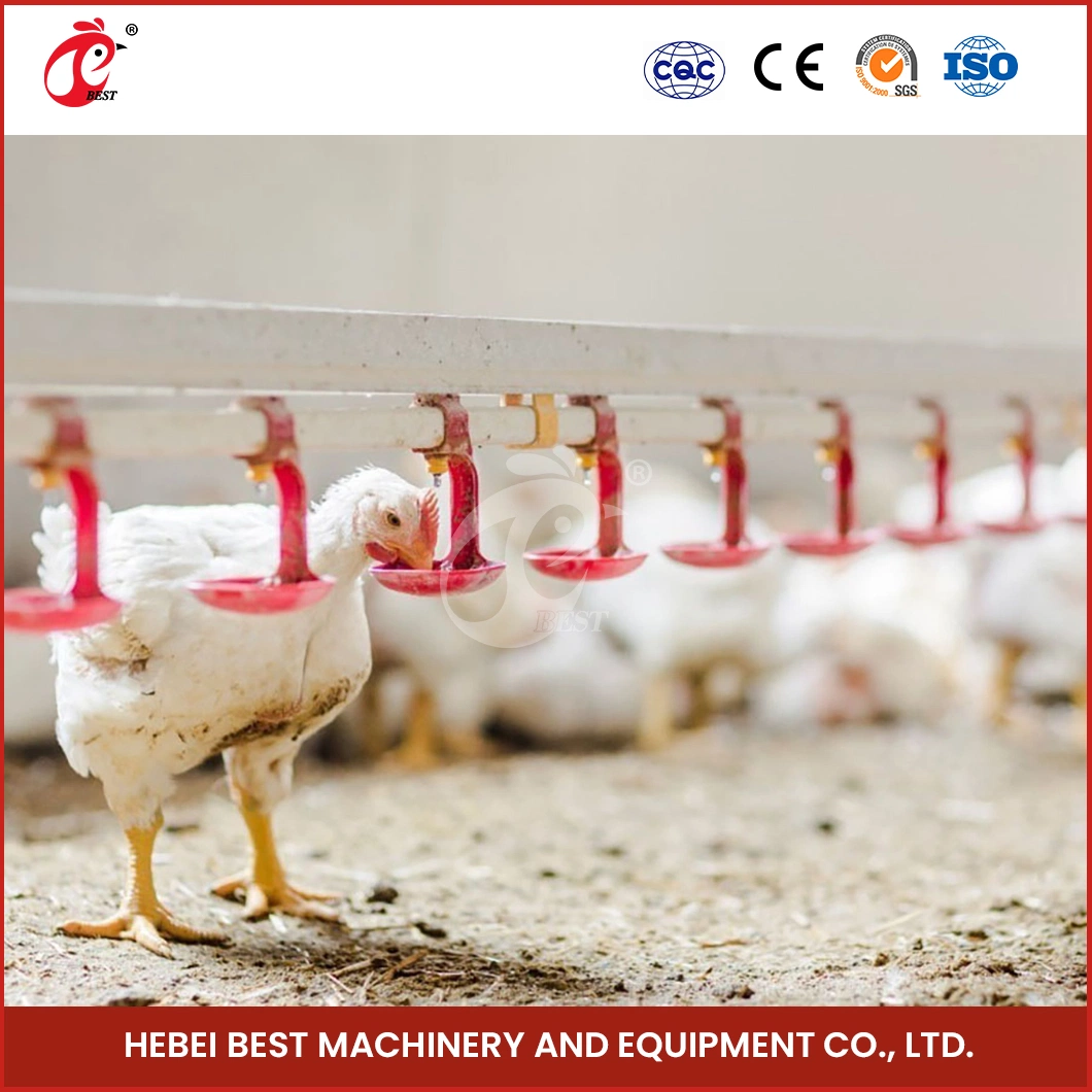 Bestchickencage Broiler Deep Litter System Free Sample China Silver White Good Litter for Healthy Birds Manufacturing