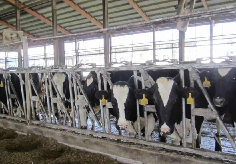 High Quality Hot-DIP Galvanized Cow Headlocks for Cattle Sheep Farm Equipment