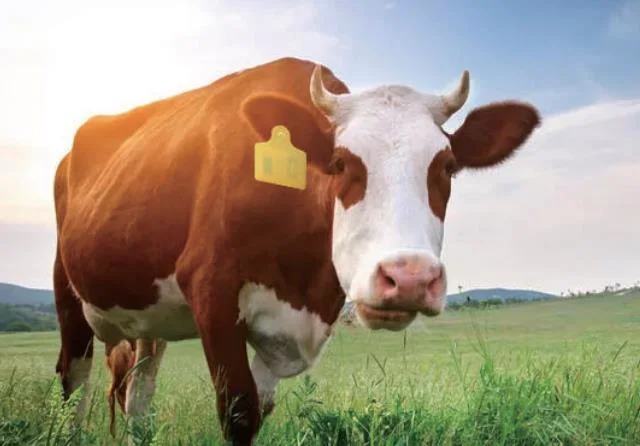 Livestock Tracking Tk4100 Lf Hdx UHF RFID Electronic Animal Ear Tag for Farm Animal Management