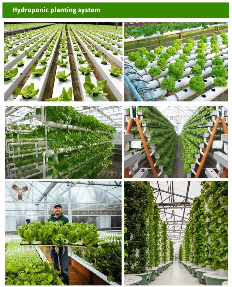 2024 Hot Sale Venlo PC Sheet Greenhouse Polycarbonate Sheet Hydroponics Green Houses Aluminum Frame Garden Greenhouse for Sale Single Span Flower Greenhouses