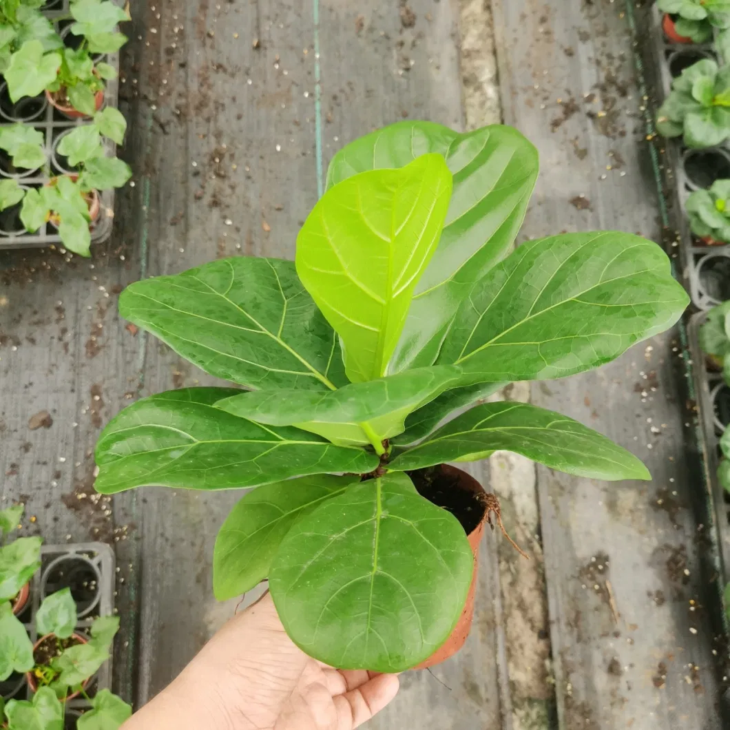 Nursery Price Live Potted Plant Ficus Lyrata Green Ficus Fiddle Leaf Fig