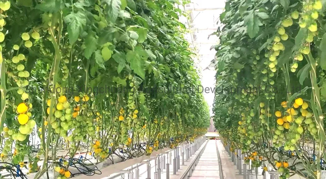 China Supplier Indoor Plant Grower Machine Hydroponics System with Pipe/Pump Intelligent LED