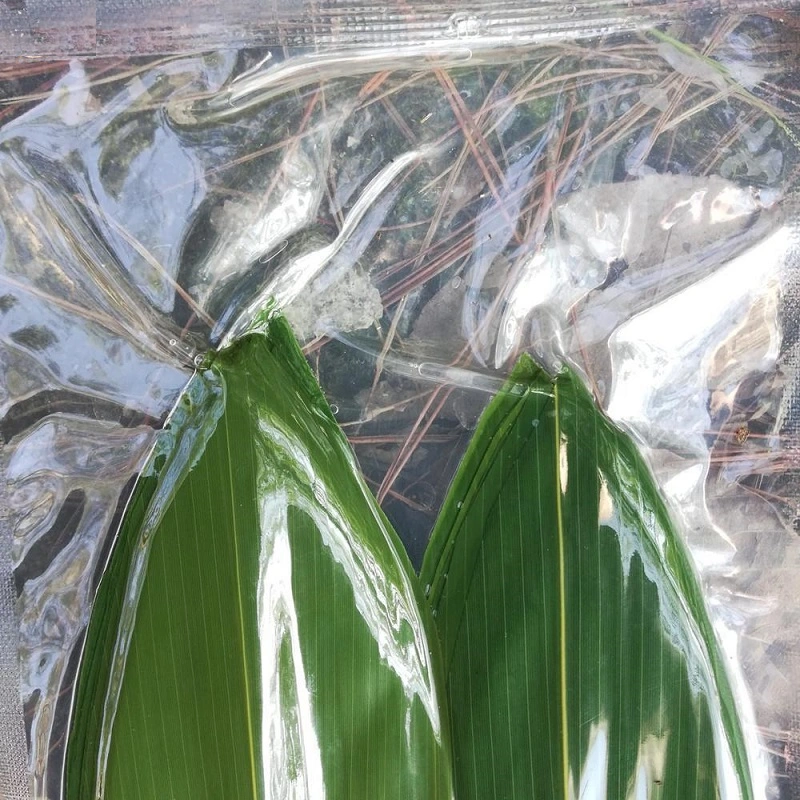 100PCS/Pack Organic Fresh Sushi Bamboo Leaves Food Decoration Leaf