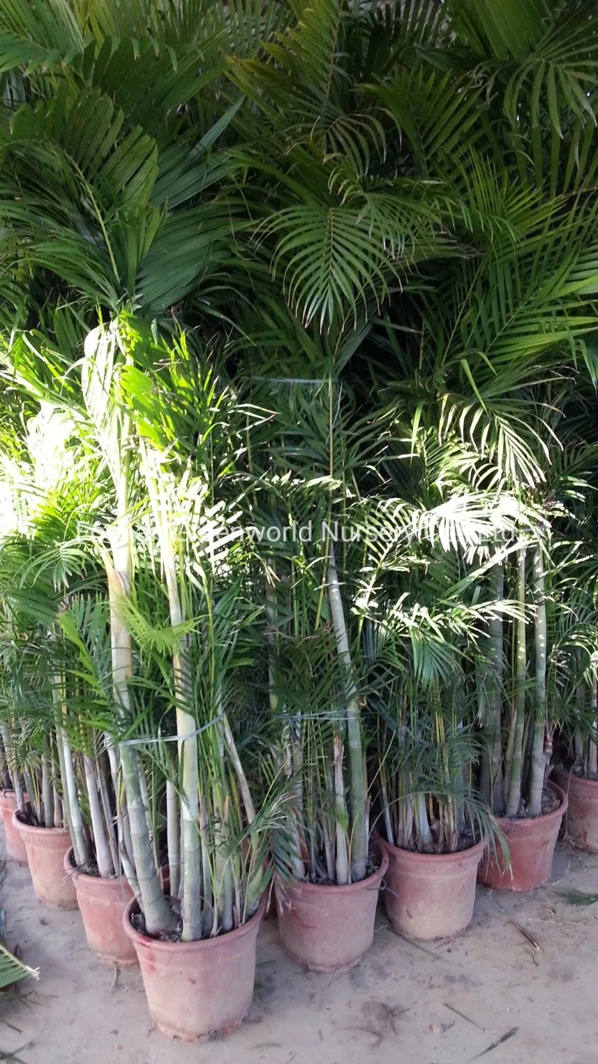 Chrysalidocarpus Lutescens Areca Palm