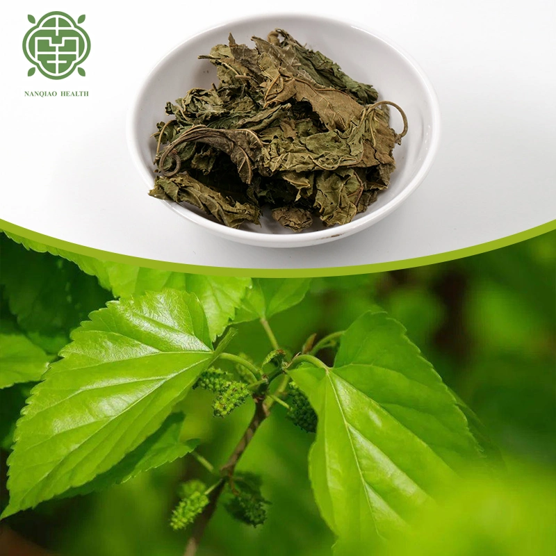 Nq Health Wholesale Dried Mulberry Leaves Tea Mulberry Leaf for Healthy Tea