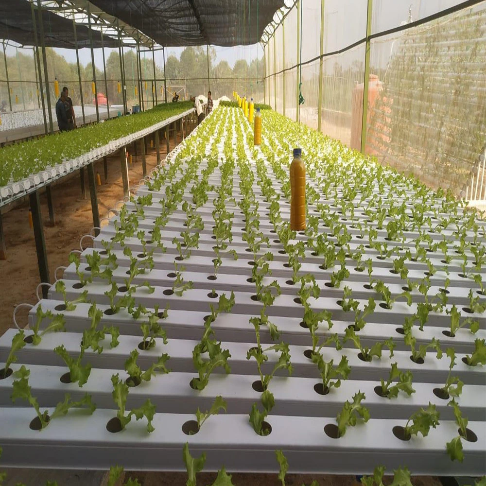 Hydroponic Vegetables Growing Nft Gully Pipe in Peru