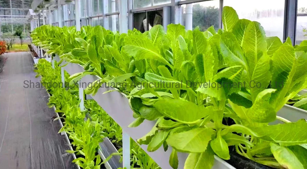 China Supplier Indoor Plant Grower Machine Hydroponics System with Pipe/Pump Intelligent LED