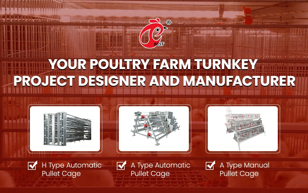 Bestchickencage a Type Small Pullet Cage Breeder Cage China Mini Pullet Hen Chicks Coop Manufacturer Custom Stronger and More Durable Chicken Grower Pullet Cage