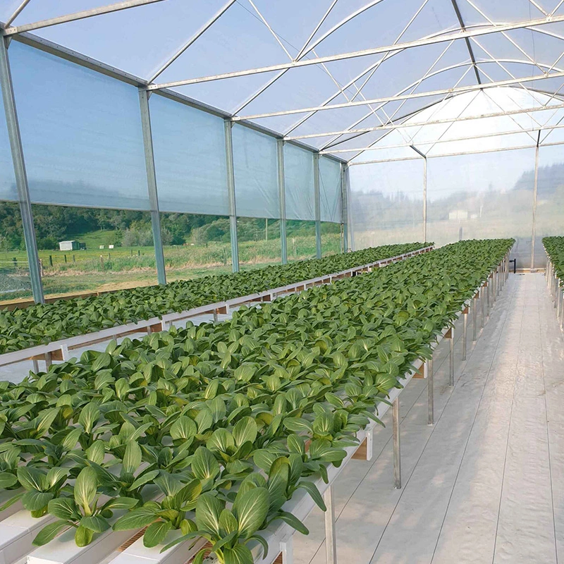 Hydroponic Farming with Nft Hydroponic System Inside Greenhouse