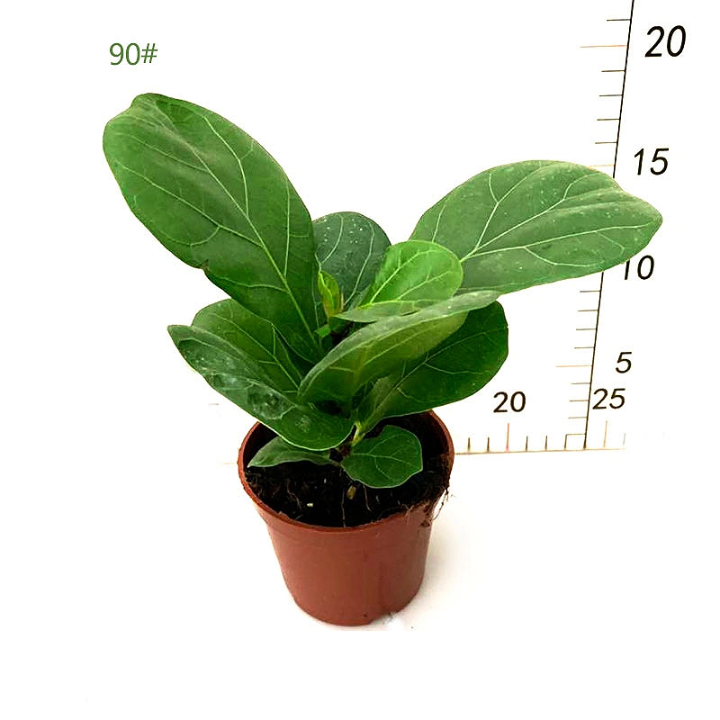 Ficus Lyrata Bambino Fiddle-Leaf Fig Trees Green Bonsai Tree Home Decoration