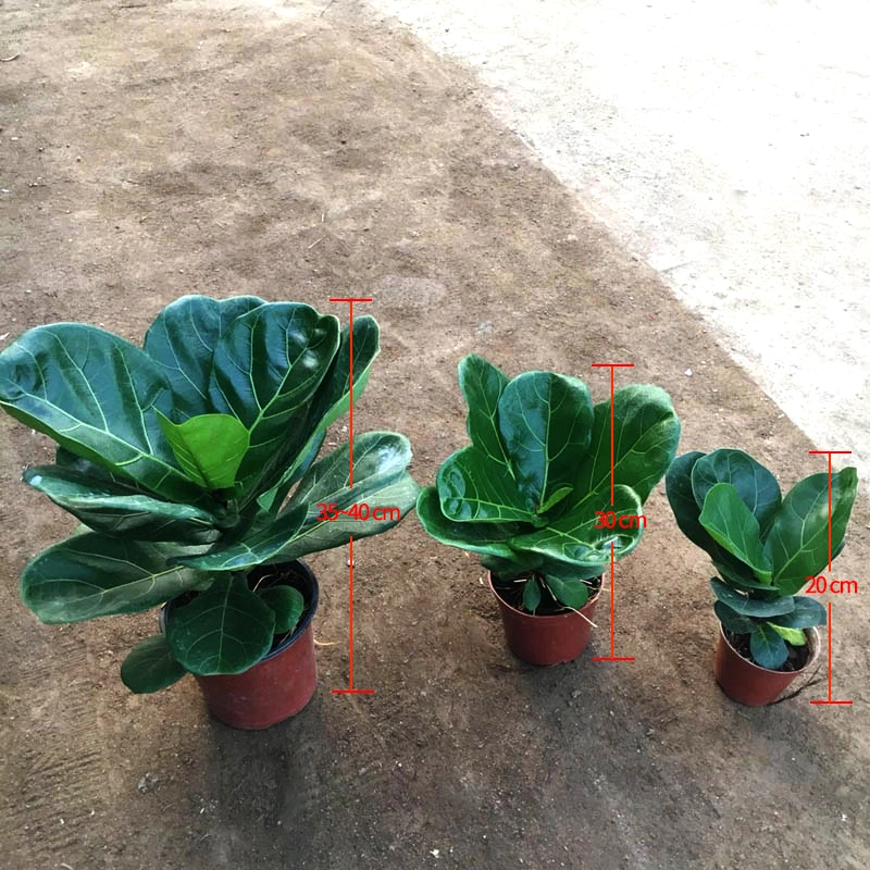 Ficus Lyrata Bambino Fiddle-Leaf Fig Trees Green Bonsai Tree Home Decoration