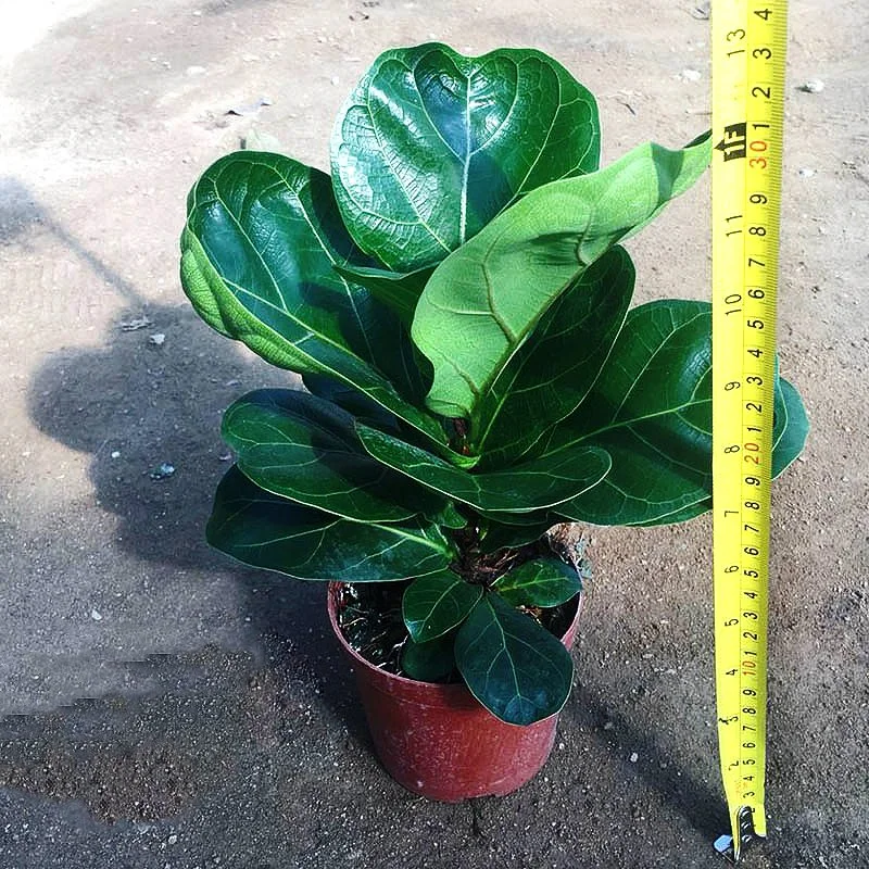 Ficus Lyrata Bambino Fiddle-Leaf Fig Trees Green Bonsai Tree Home Decoration