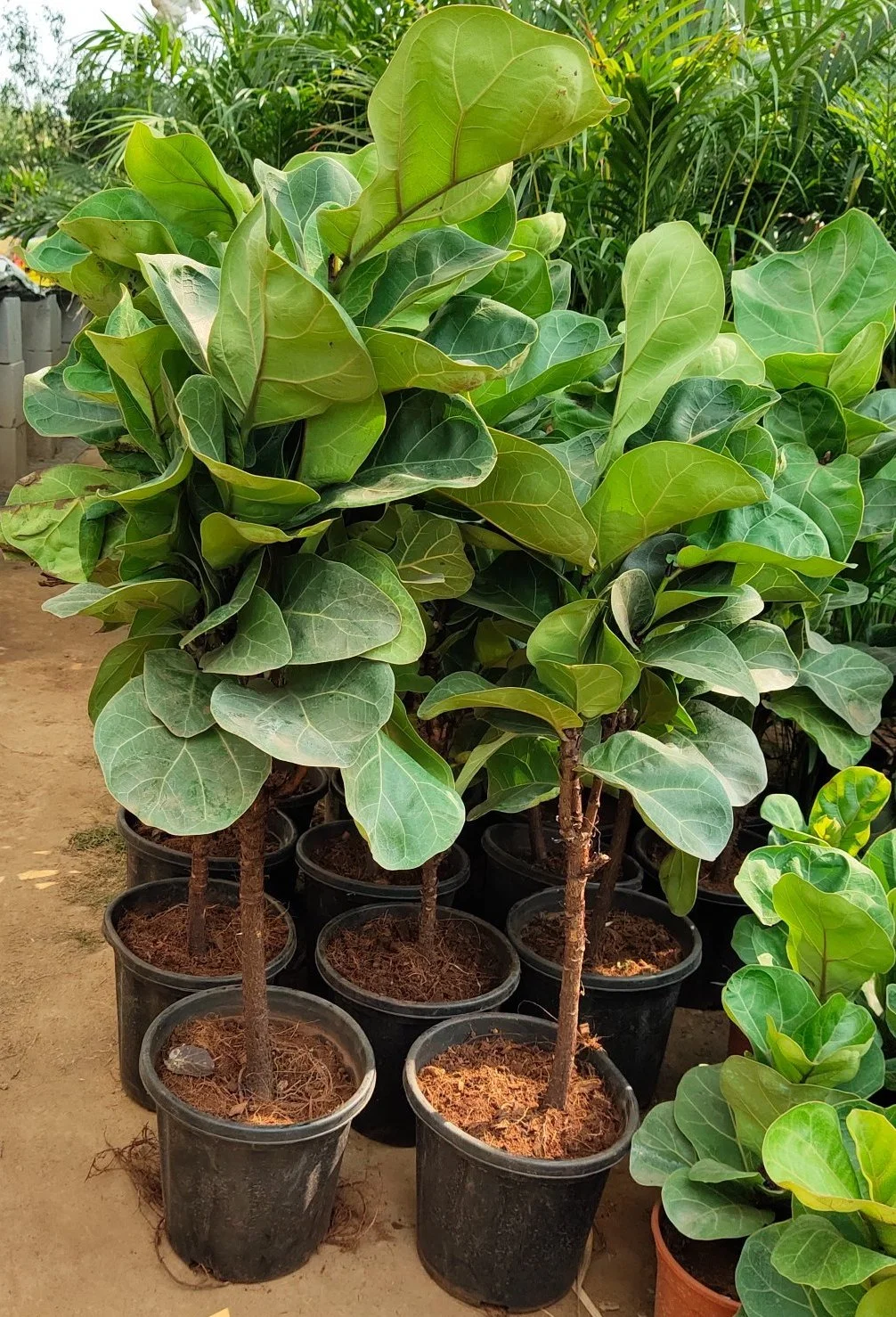 Nursery Price Live Potted Plant Ficus Lyrata Green Ficus Fiddle Leaf Fig