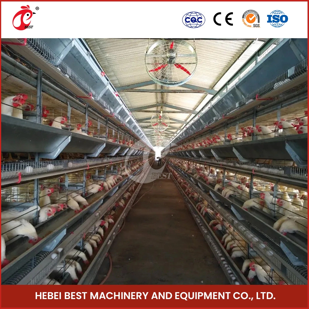 Bestchickencage H Type Breeder Cage Layer Cage China Chicken Grower Layer Cage Factory OEM Custom ISO Soncap Certificates Poultry Broiler Chicken Layer Cages