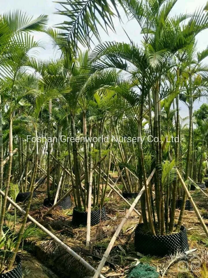 Chrysalidocarpus Lutescens Areca Palm