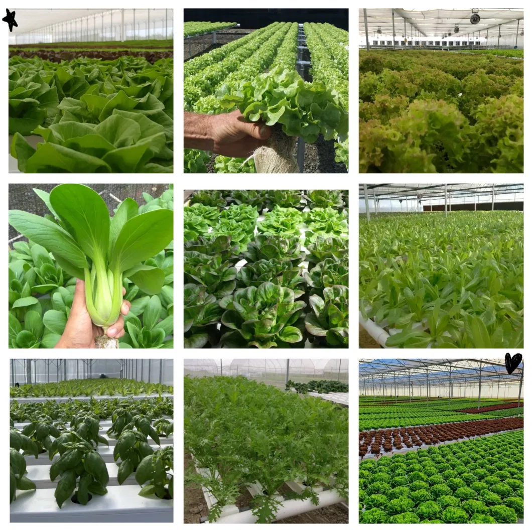 Hydroponic Vegetables Growing Nft Gully Pipe in Peru