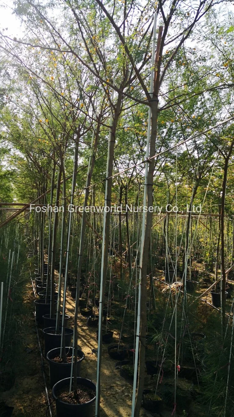 Acacia Farnesiana China Manufacturer