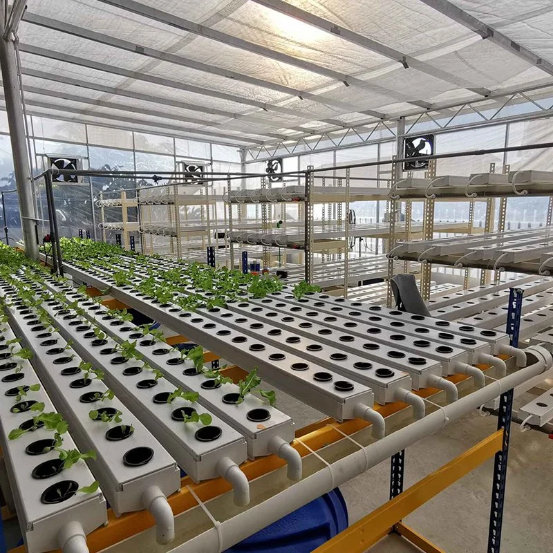 Hydroponic Farming with Nft Hydroponic System Inside Greenhouse