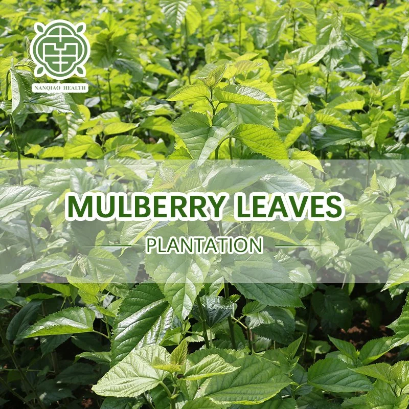 Nq High Quality Traditional Chinese Herbal Medicine Mulberry Leaf Herbal Dried Mulberry Leaves Tea