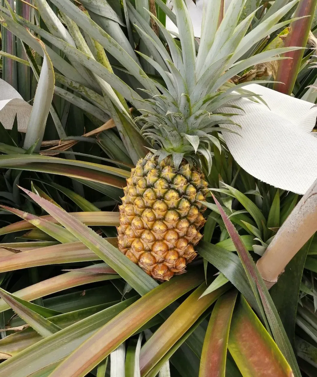 Hot New Fresh Canned Pineapple Slice/Chunks/Tidbits/Pieces in Light Syrup or in Heavy Syrup