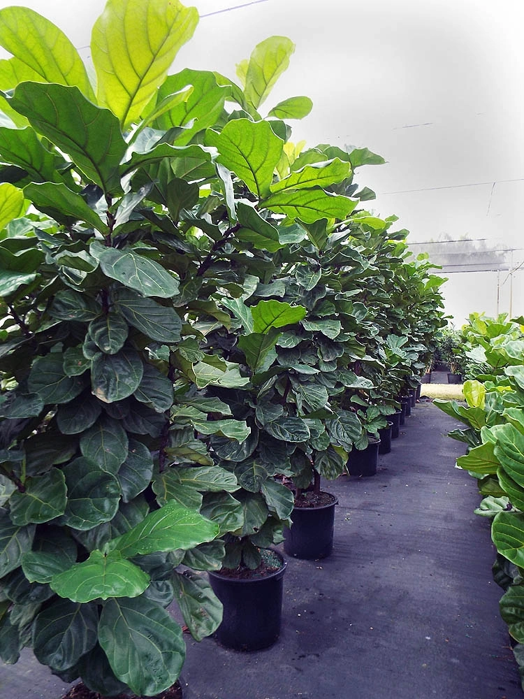 Alive Ficus Lyrata Fiddle-Leaf Fig Indoor Plants Supplier, Manufacturer