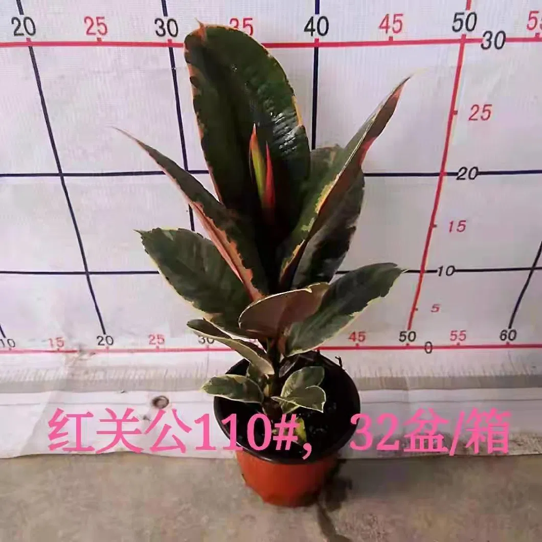 Ficus Lyrata Bambino Fiddle-Leaf Fig Trees Green Bonsai Tree Home Decoration