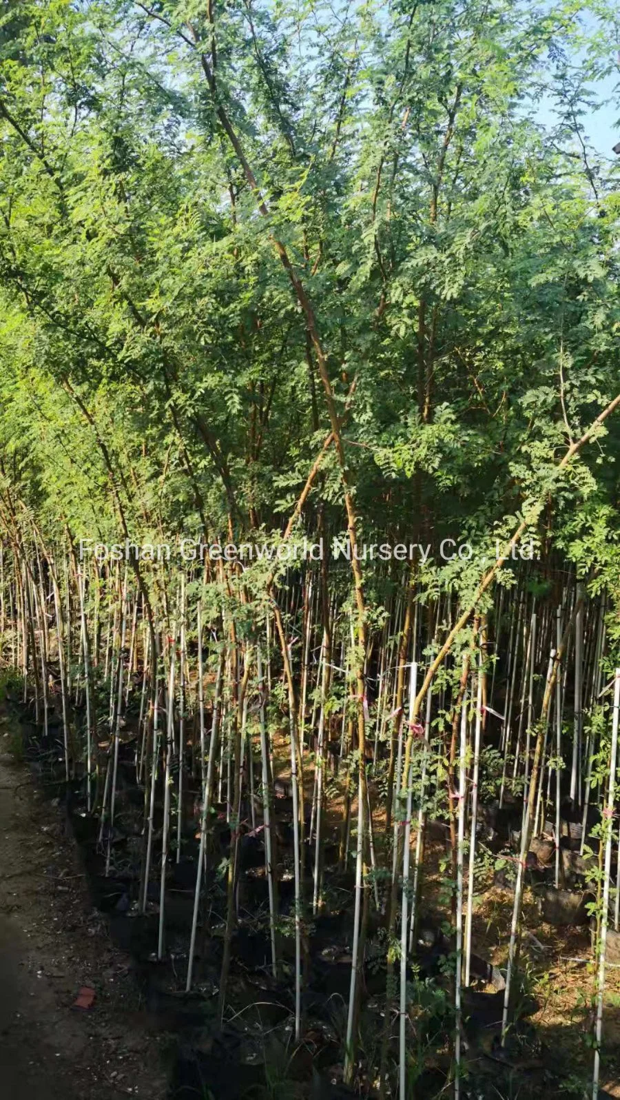 Acacia Farnesiana China Manufacturer