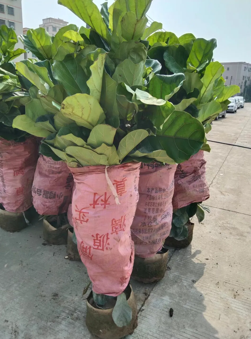 Nursery Price Live Potted Plant Ficus Lyrata Green Ficus Fiddle Leaf Fig